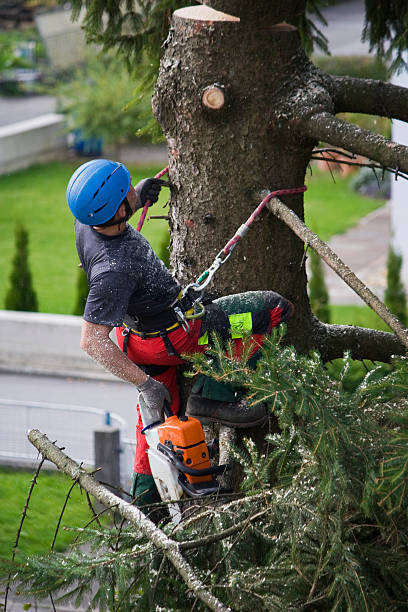 Best Lawn Dethatching Services  in Garrett, IN